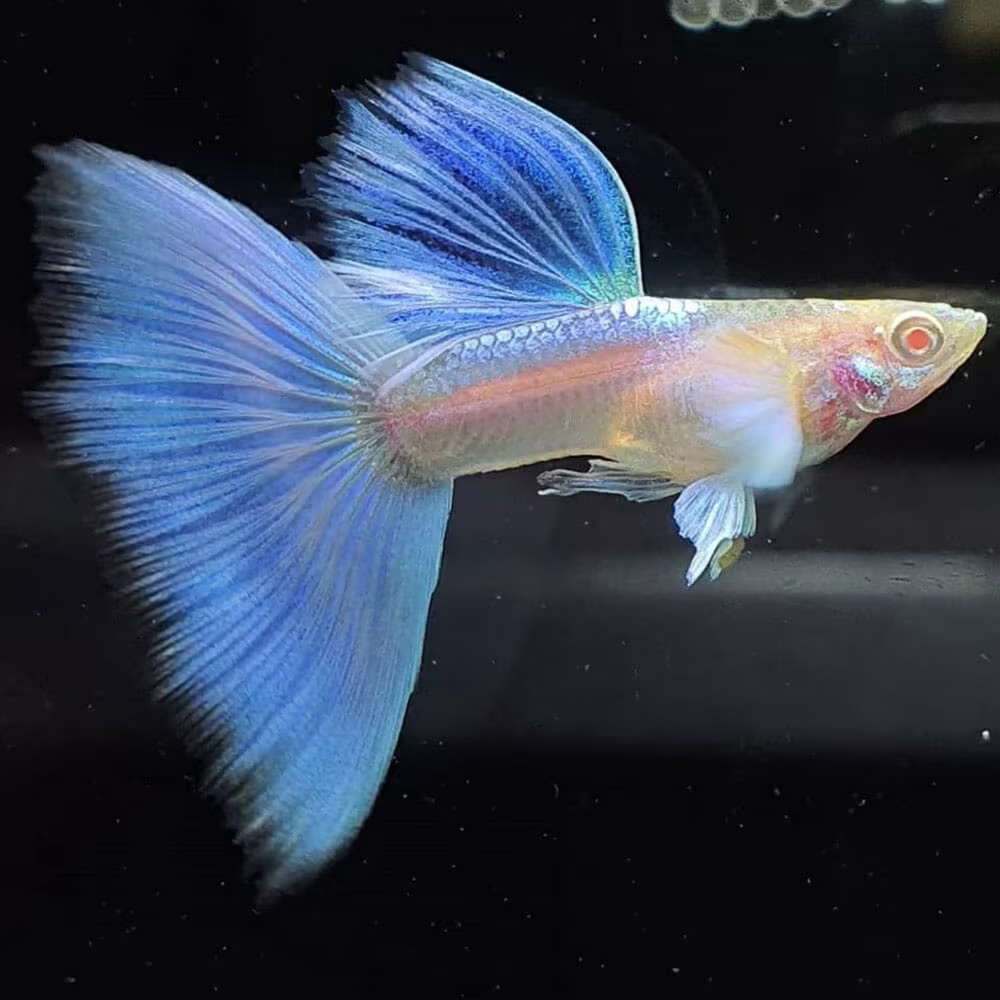 Platinum Guppy